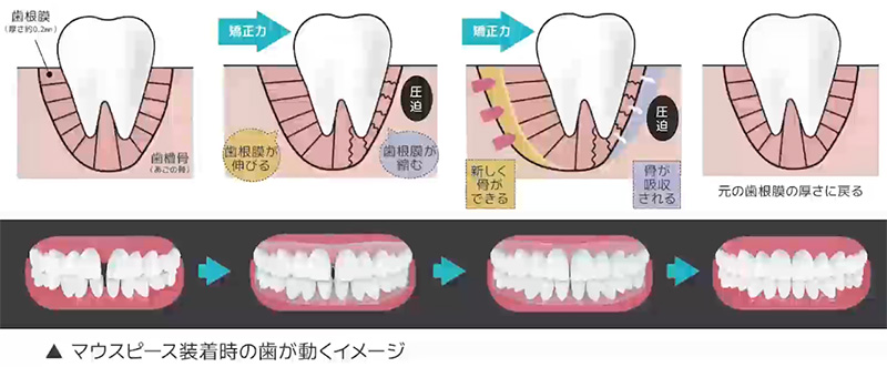 歯はなぜ動くの？